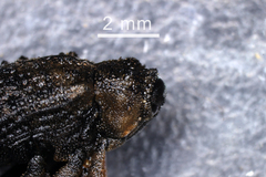 Cryptorhynchus lapathi