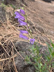 Penstemon fruticosus