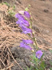 Penstemon fruticosus