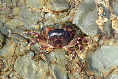 Cyclograpsus audouinii