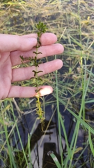 Elodea canadensis