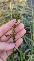 Elodea canadensis