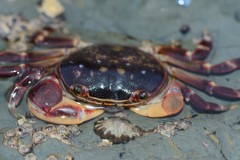 Cyclograpsus audouinii