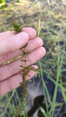 Elodea canadensis