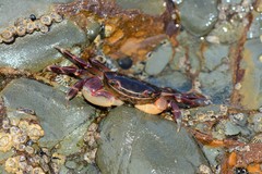 Cyclograpsus audouinii