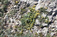 Teucrium montanum jailae