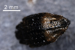 Cryptorhynchus lapathi