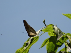Archaeoprepona chalciope
