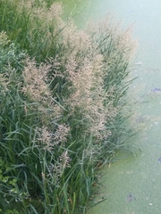 Catabrosa aquatica