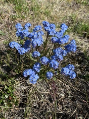 Myosotis asiatica