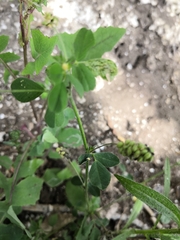 Medicago lupulina