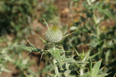 Cirsium laniflorum