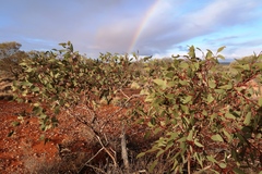 Eucalyptus youngiana