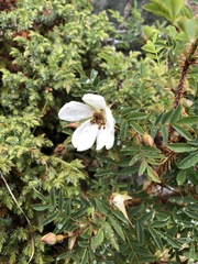 Rosa albertii