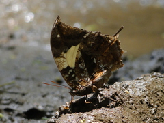 Hypna clytemnestra huebneri