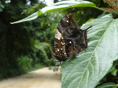 Hypna clytemnestra huebneri