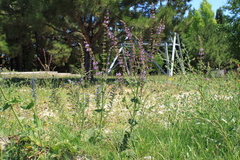 Salvia virgata