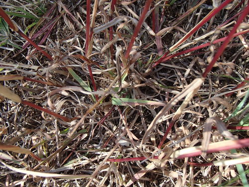 Bothriochloa macra