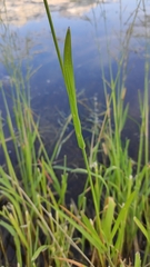 Glyceria fluitans