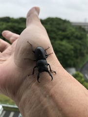 Dorcus rectus