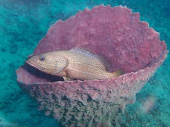 Anyperodon leucogrammicus