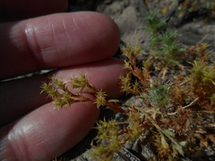 Lastarriaea coriacea