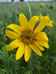 Wyethia angustifolia