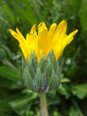 Wyethia angustifolia