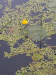 Nuphar lutea
