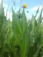 Wyethia angustifolia