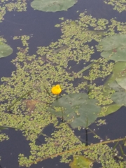 Nuphar lutea