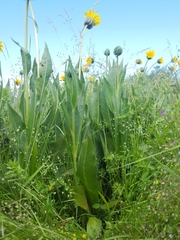 Wyethia angustifolia