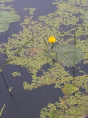 Nuphar lutea