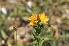 Hypericum elegans