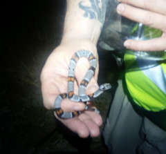 Lampropeltis alterna