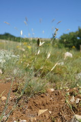 Dianthus marschallii