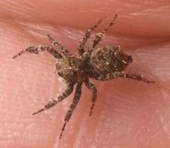 Portia labiata