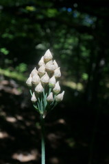 Allium siculum dioscoridis
