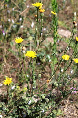 Stinking Hawk's-beard
