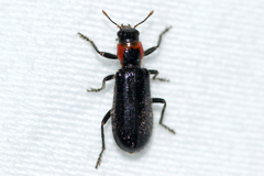 Placopterus thoracicus