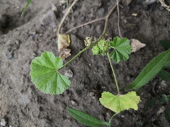 Malva neglecta