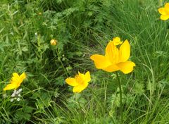 Trollius chinensis