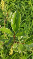 Salix pentandra