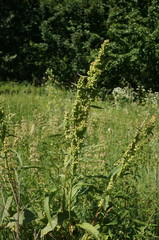 Rumex patientia orientalis