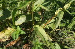 Rumex patientia orientalis
