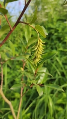 Salix pentandra