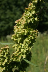 Rumex patientia orientalis
