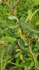 Salix pentandra