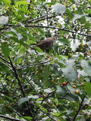 Turdus viscivorus