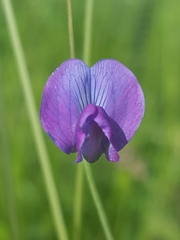 Lathyrus angulatus